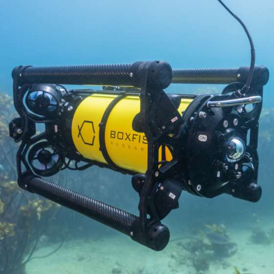Boxfish ROV Underwater Close-up