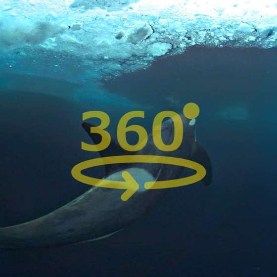 Underwater virtual reality camera Boxfish 360 deployment in Antarctica