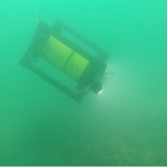 Boxfish ROV in Action Underwater at the Mussel Farm