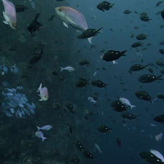 School fish at Poor Knights marine reserve - Shot on a Boxfish Luna Underwater 8K Drone - Still 2
