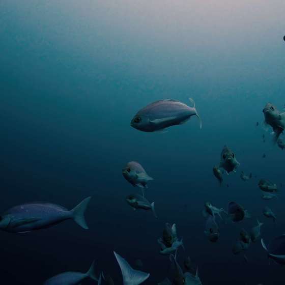 School fish at Poor Knights marine reserve - Shot on a Boxfish Luna - Still 5