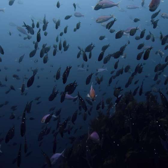 Shot on a Boxfish Luna Underwater Cinematography ROV - Still 3