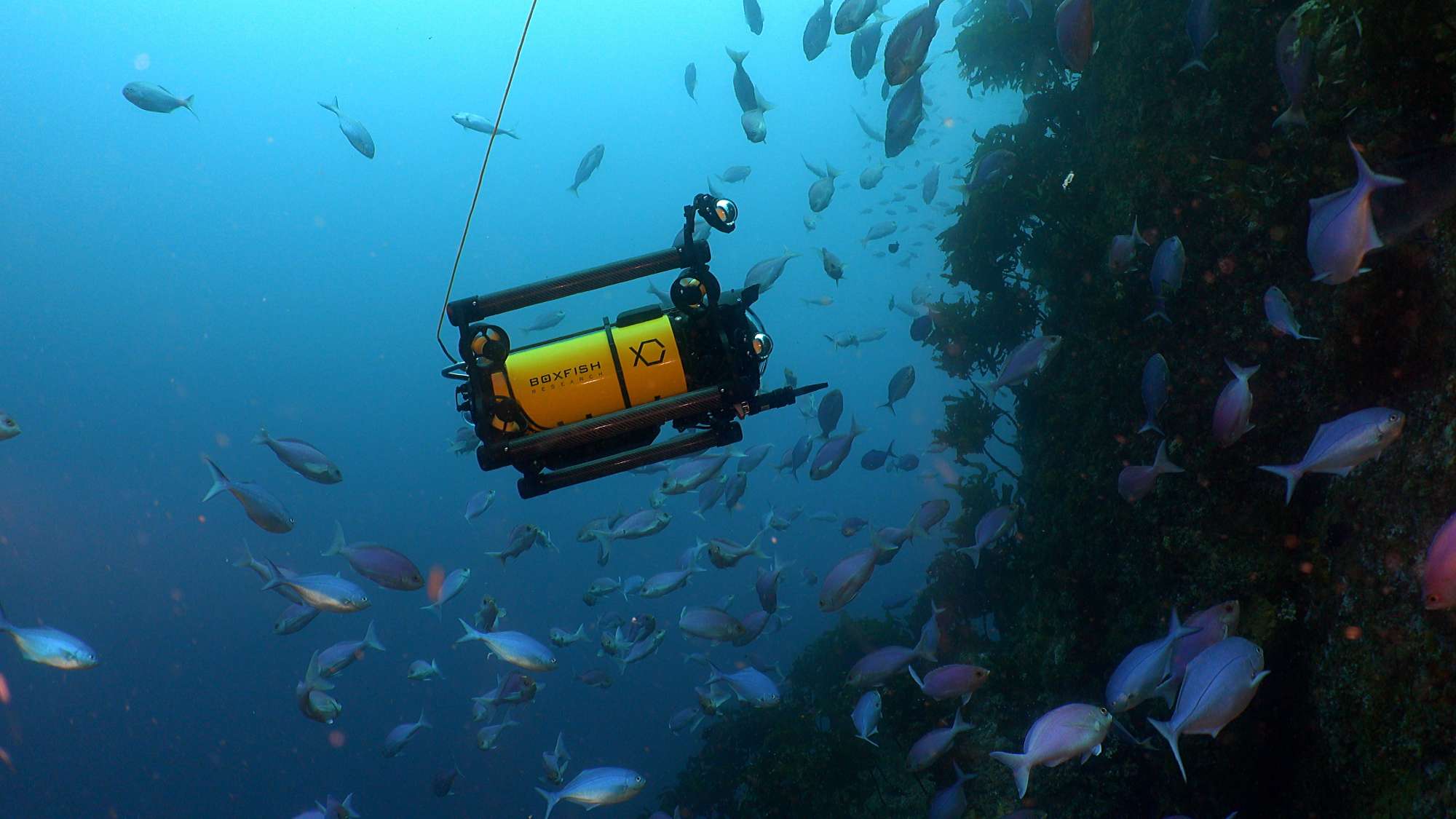 The Boxfish Luna Underwater Drone for Natural History and Research Filmmaking in Action