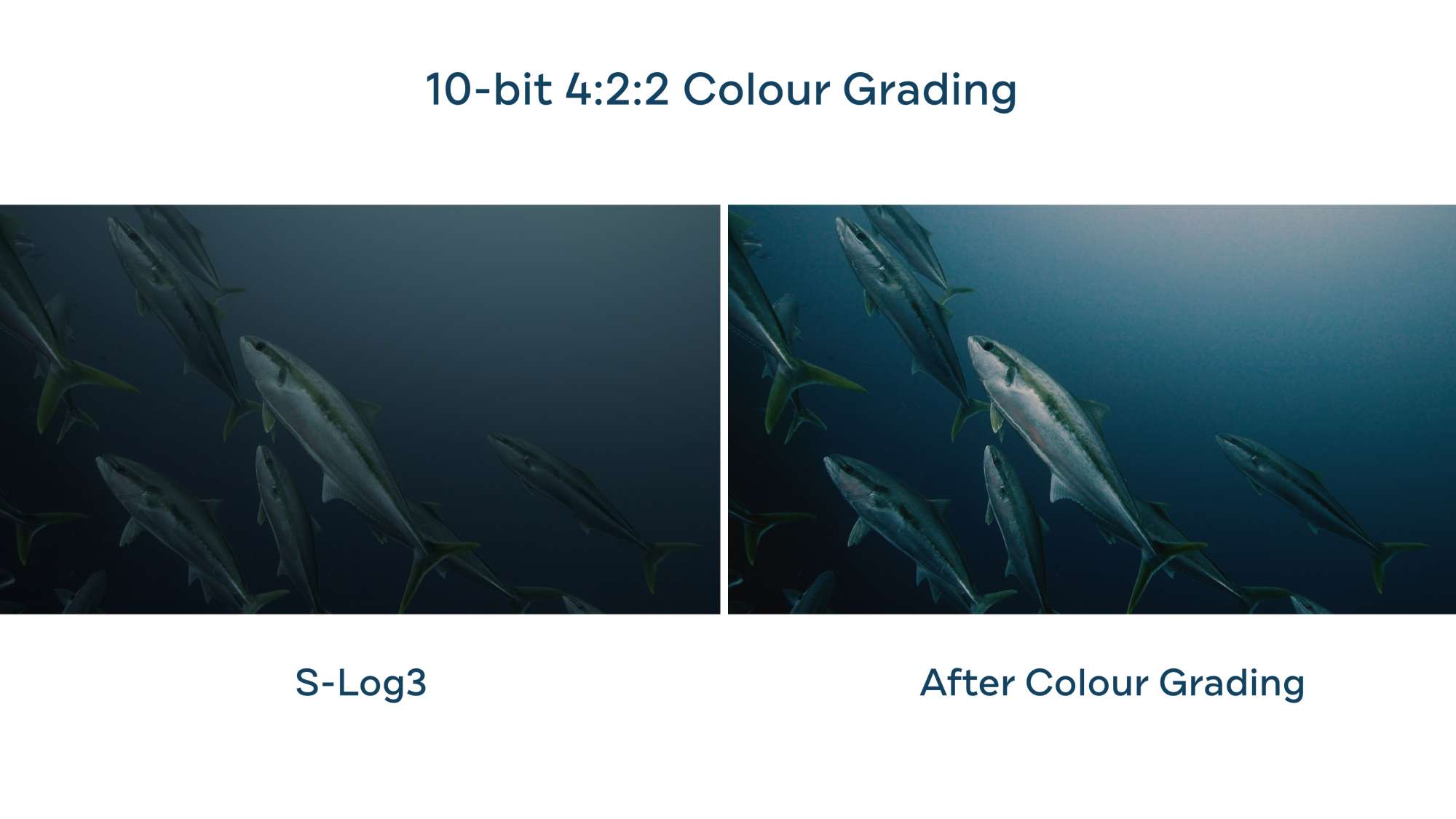 Underwater color grading Sony A7SIII Boxfish Luna king fish