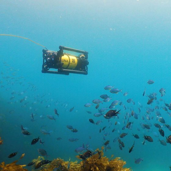 Underwater 8K Drone Boxfish Luna