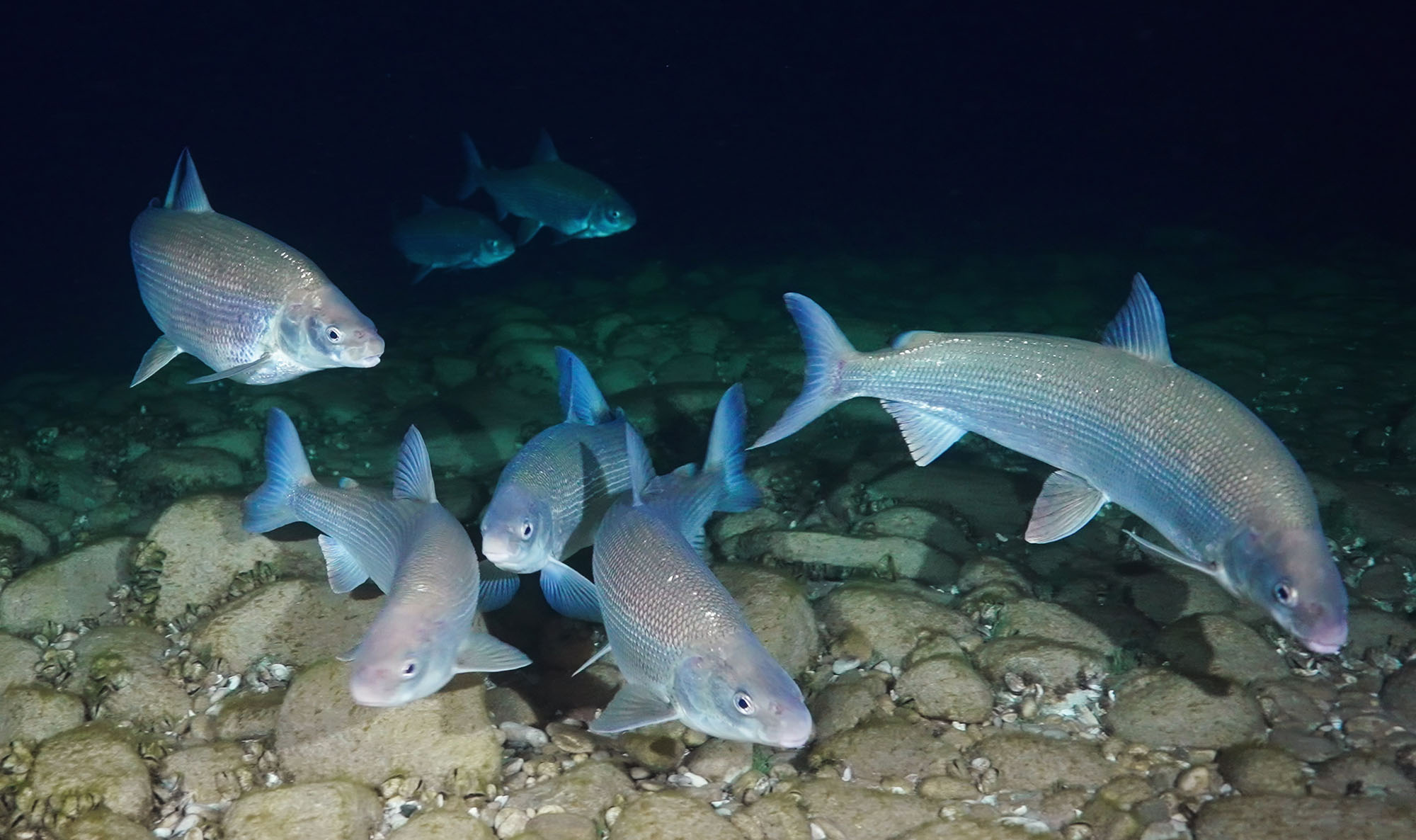 All Too Clear Great Lakes Documentary - Lake Whitefish Spawning - Boxfish ROV Shot. Photo Credit: Inspired Planet Productions