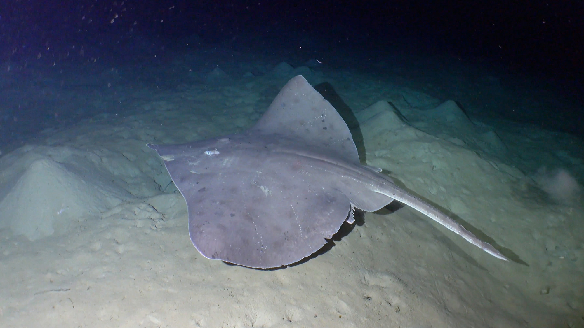 Still from the Boxfish ROV Survey Captured at 675m Deep